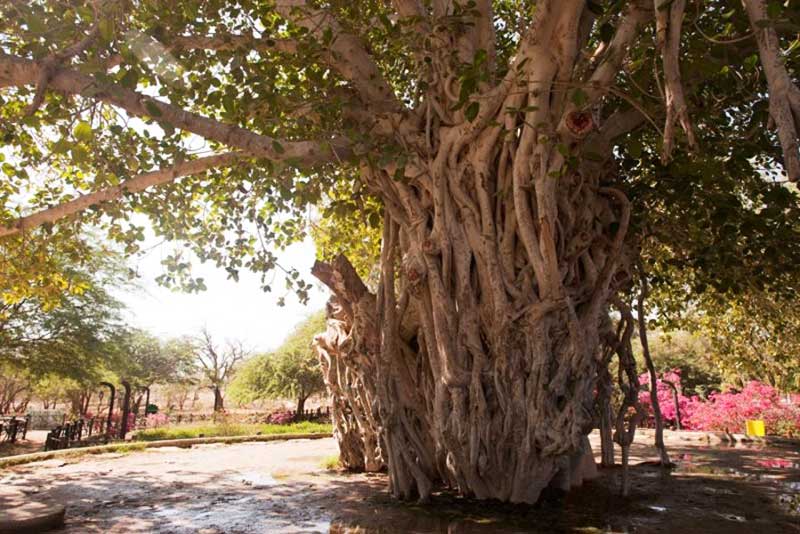 درخت 500 ساله انجیر معابد کیش
