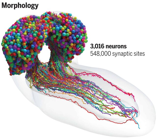 نقشه سه‌بعدی مغز مگس