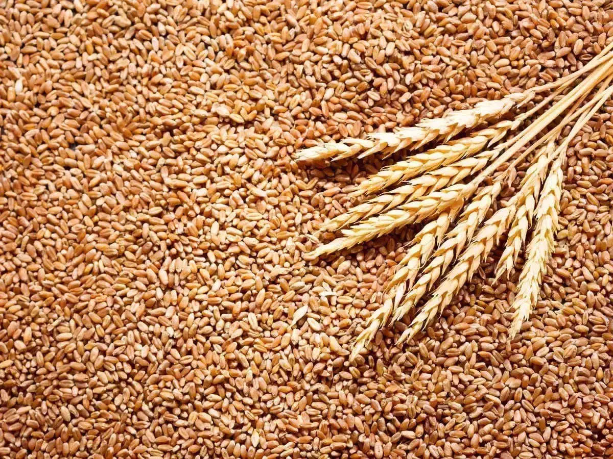 جلسه سرنوشت‌ساز برای تعیین قیمت گندم | قیمت گندم چقدر افزایش می‌یابد؟ 2