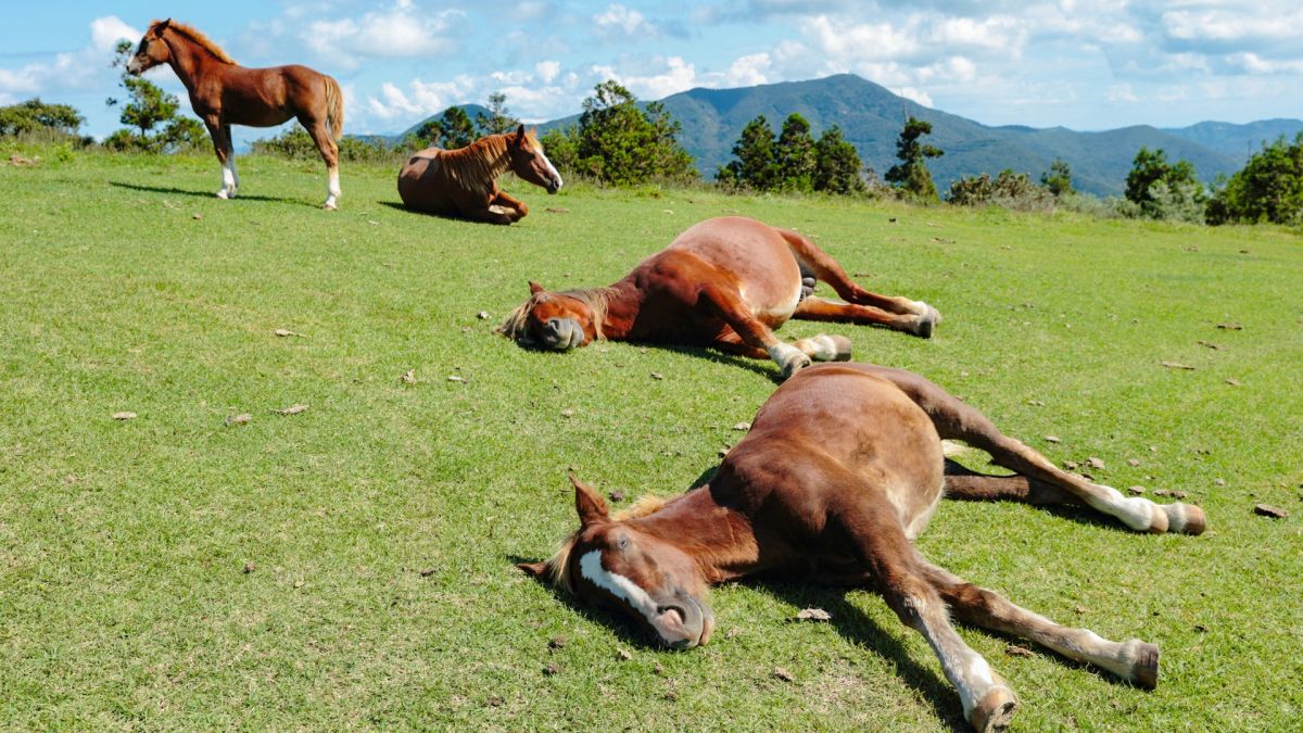 خوابیدن اسب ها