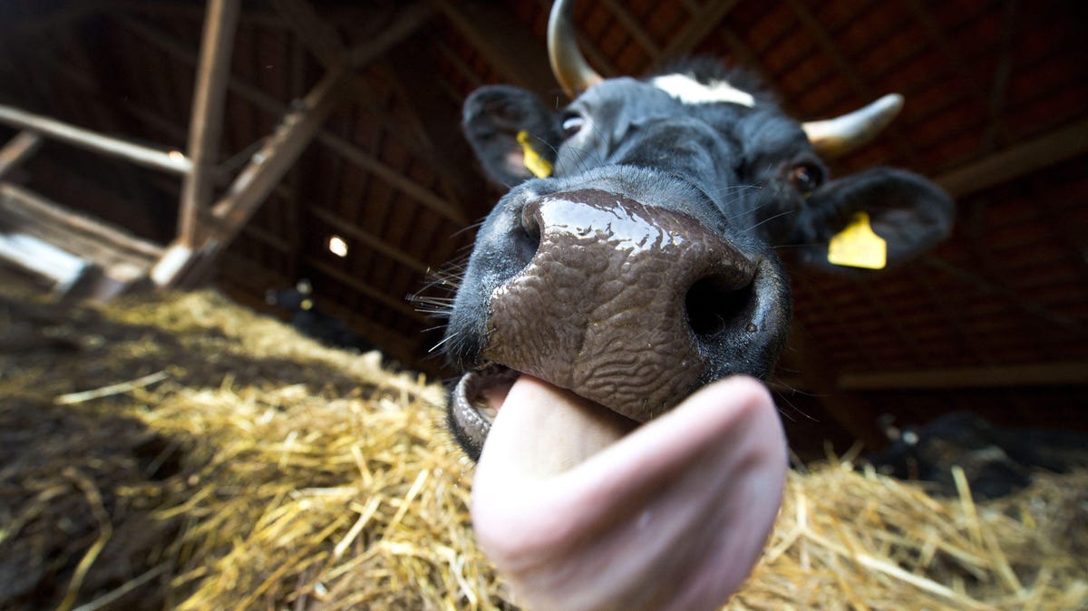 ممنوعیت واردات گوشت و فرآورده‌های پروتئینی از برزیل و شیوع جنون گاوی