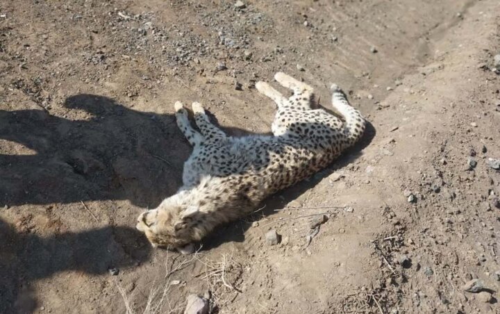 تلف شدن ماجراد، یوزپلنگ ماده ایرانی که ۳قلو باردار بود
