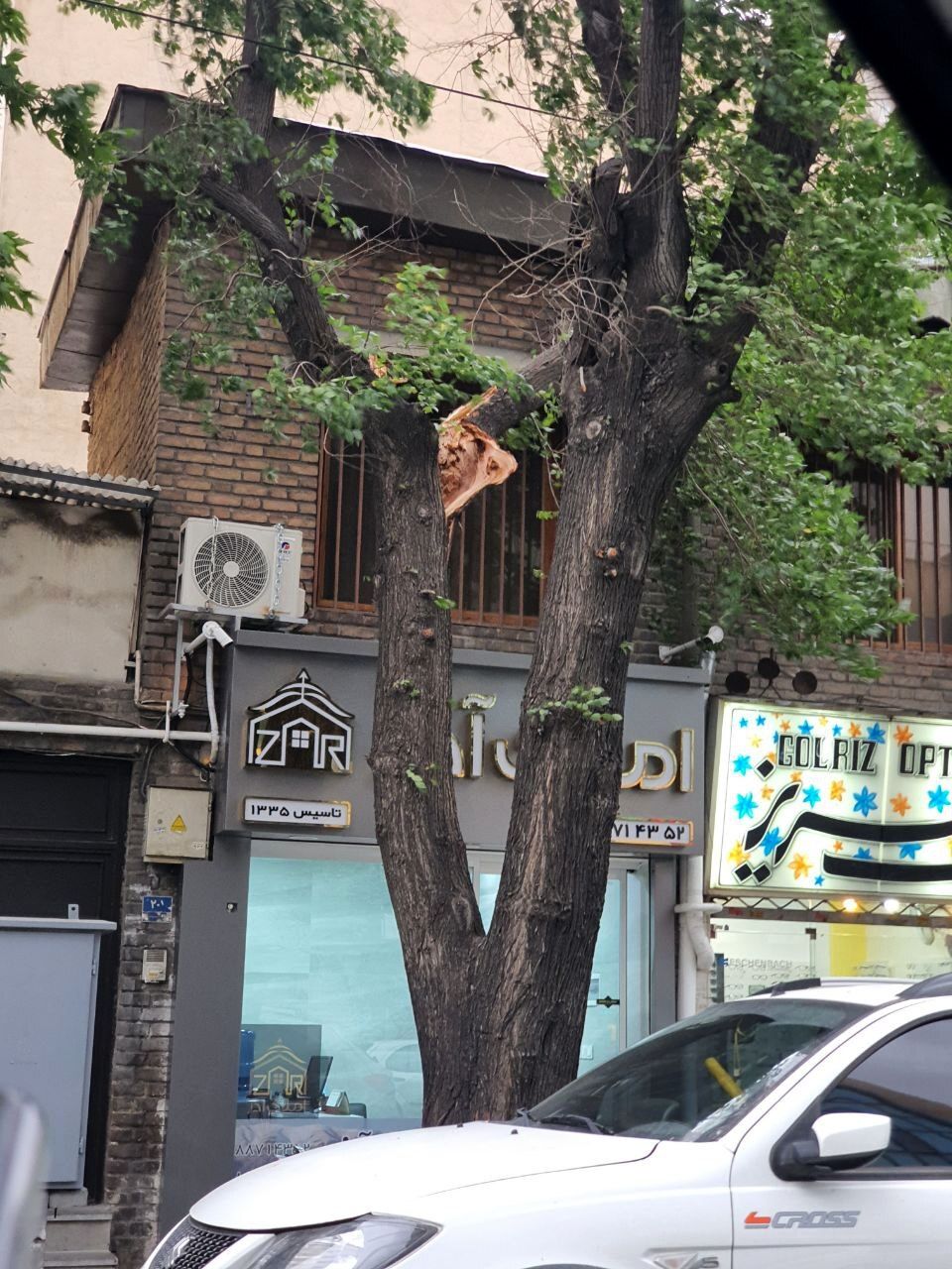 درخت خیابان دانشگاه تهران