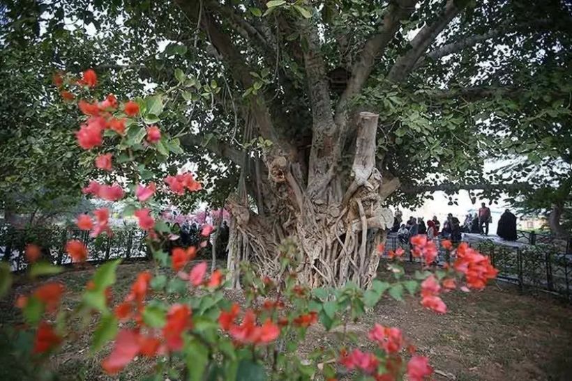 درخت 500 ساله انجیر معابد کیش