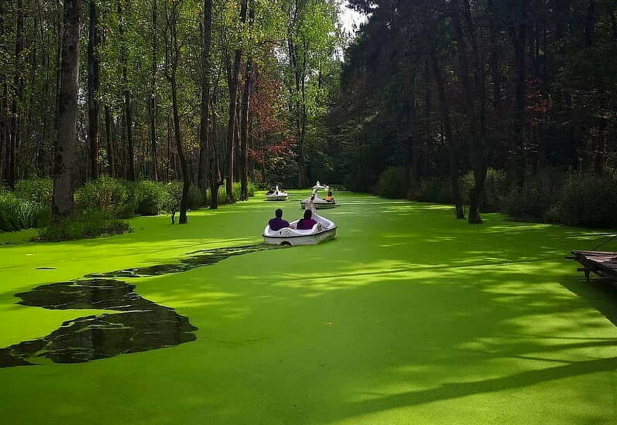 رودخانه ای به رنگ سبز در گیلان | مکان های دیدنی از مرداب سراوان 2