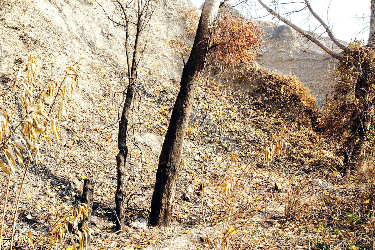 قطع درختان در بوستان های تهران