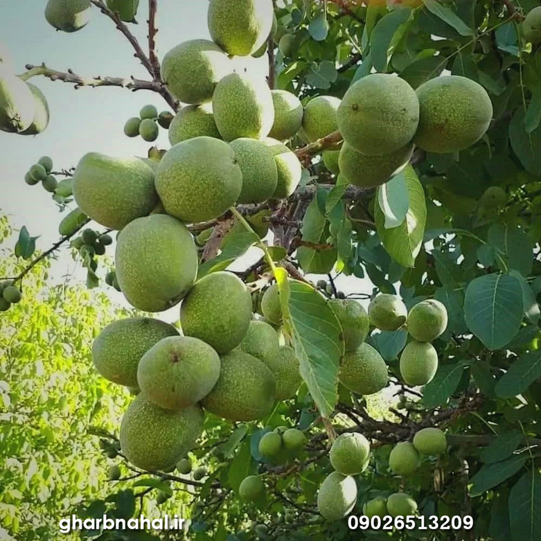 آخرین فرصت خرید نهال گردوی پیوندی اصلاح شده