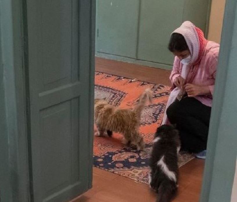 موزه گربه ایرانی «میوزه» دوباره پلمب شد