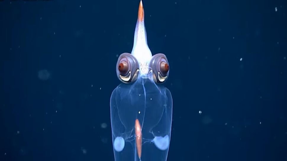 ماهی مرکب