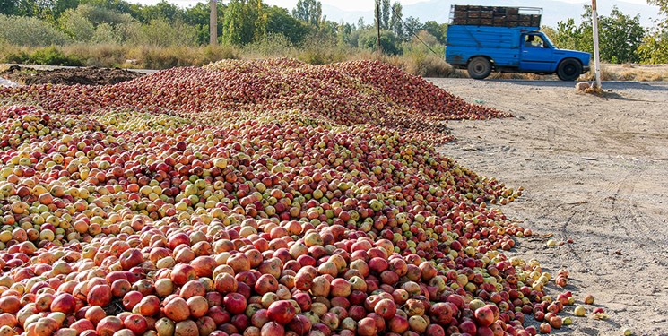 سیب‌های فاسد، آب دریاچه ارومیه را خوردند 2