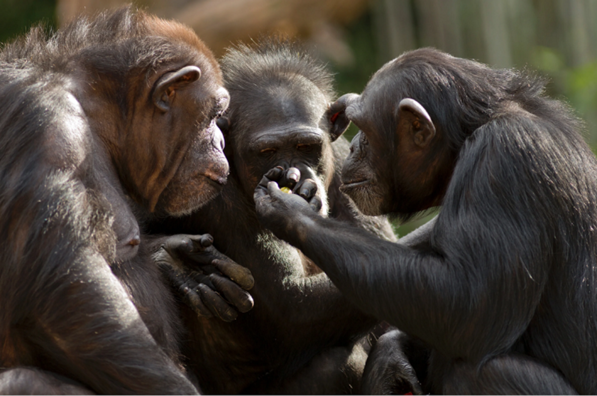 شامپانزه‌ها رکورد ضریب هوشی را زدند 3