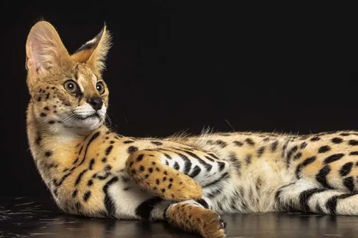 ببینید | ثروتمندان عاشق این گربه وحشی هستند 2