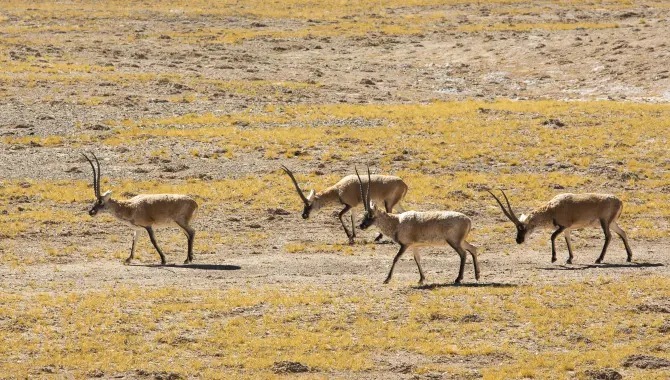 اگر این پارچه را بخرید 5 سال زندانی می‌شوید! 5