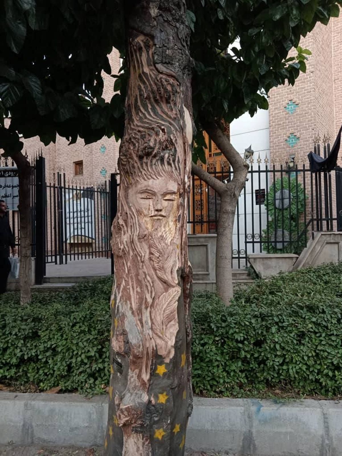 قطع یک درخت ۱۰۰ ساله  به خاطر نقش زن روی آن!+عکس