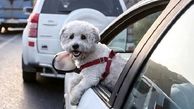 پلیس: جریمه سگ‌گردانی در خودرو، از هزینه غذای سگ بسیار کمتر است