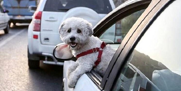 پلیس: جریمه سگ‌گردانی در خودرو، از هزینه غذای سگ بسیار کمتر است
