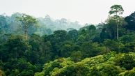 چراغ سبز برای نابودی جنگل‌ها / مولدسازی به طبیعت رسید