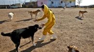 برگزاری نشست‌های تصمیم‌گیری کارشناسی در خصوص سگ‌های بلاصاحب تبریز