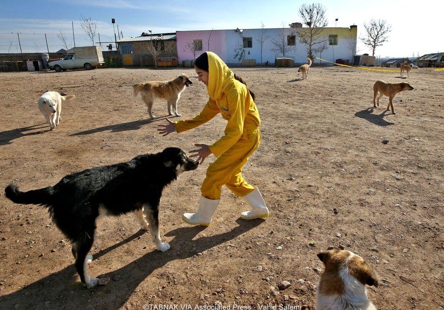 ماجرای تکان‌دهنده صادرات سگ‌های بدون صاحب به تهران چیست؟