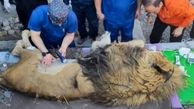 علت مرگ ریشا در باغ وحش مشهد اعلام شد 