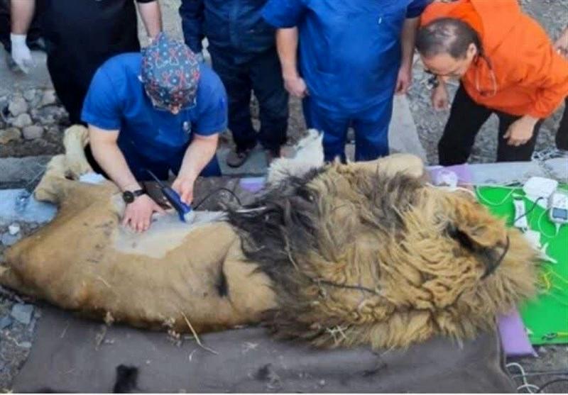 علت مرگ ریشا در باغ وحش مشهد اعلام شد