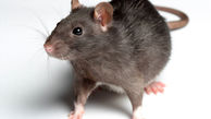اتفاق آخرالزمانی برای ژن جنسی بشر | موش‌ها به کمک انسان‌ها آمدند