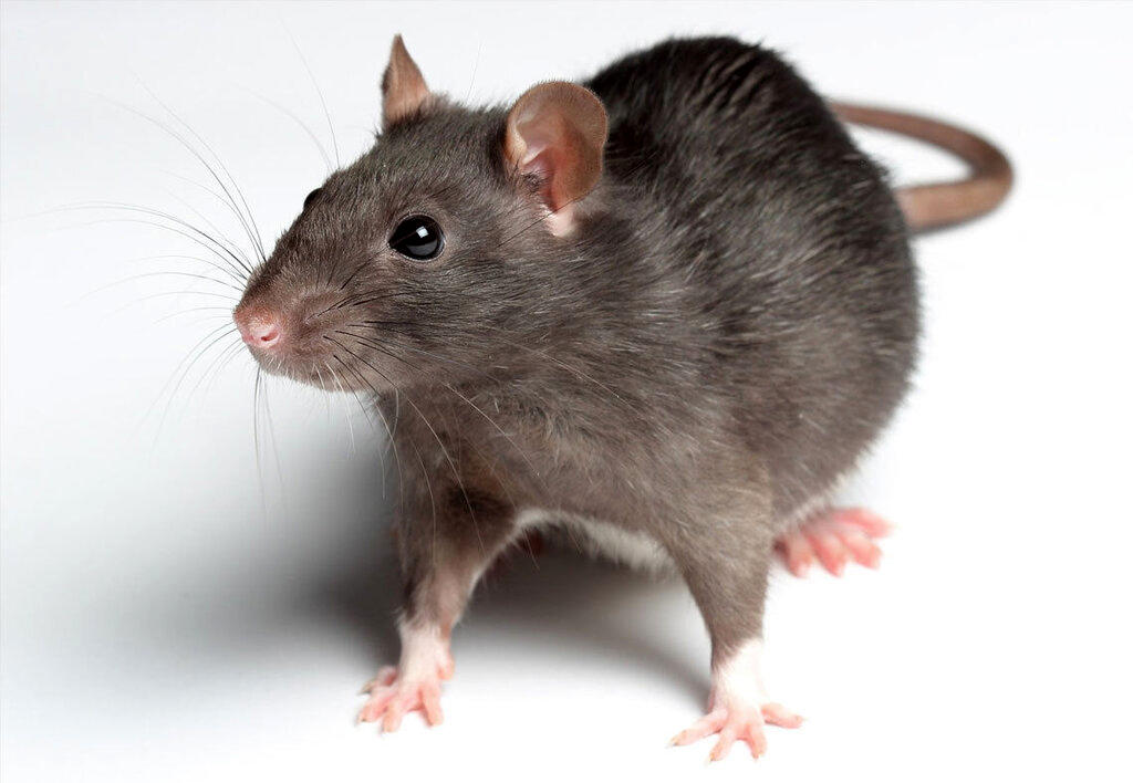 اتفاق آخرالزمانی برای ژن جنسی بشر | موش‌ها به کمک انسان‌ها آمدند