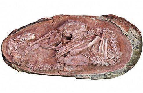 کشف جنین سالم ۶۶ میلیون ساله یک دایناسور