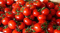 از شنبه قیمت گوجه فرنگی ارزان می‌شود!