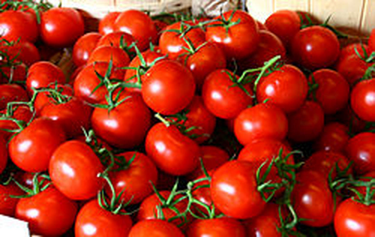 از شنبه قیمت گوجه فرنگی ارزان می‌شود!