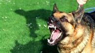 حمله وحشتناک ۳ سگ به یک زن تنها در خیابان+فیلم