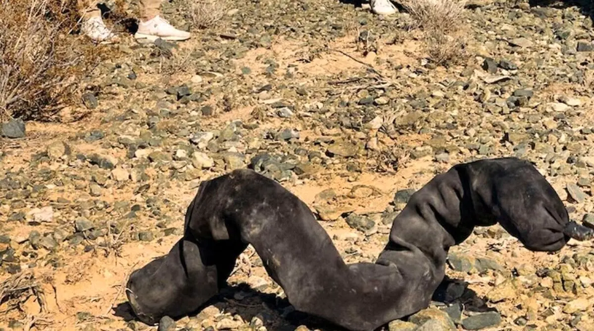 کبری به ماه سفر میکند + عکس