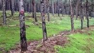 ماجرای کنده شدن پوست درختان در پارک ملی سرخه حصار + واکنش دادستانی