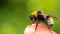زنبورها مامور حمله به دانش‌آموزان شدند؟ | مصدومیت بیش از 40 دانش‌آموز