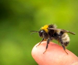 چند نکته مهم درباره نیش زنبور