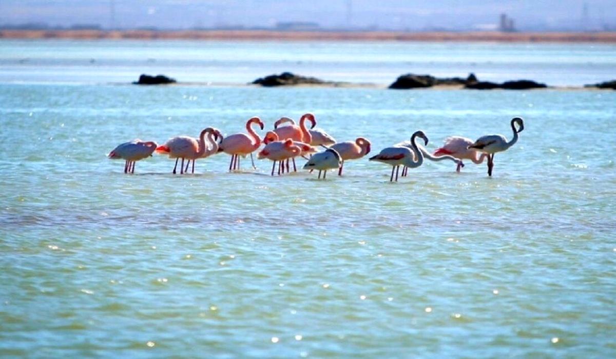 تصاویری رشک برانگیز از حجم آب و گونه‌های جانوری در دریاچه ارومیه+فیلم