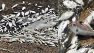 مرگ دسته جمعی ماهیان دریاچه نمک | علت چه بود؟