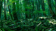 مرگبار‌ترین جنگل جهان / در این جنگل چه می‌گذرد؟