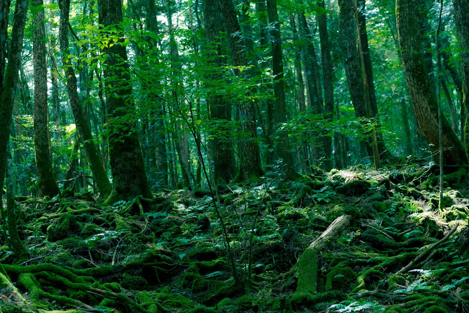 مرگبار‌ترین جنگل جهان / در این جنگل چه می‌گذرد؟