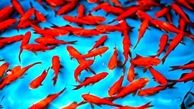 هشدار رهاسازی ماهی قرمز در طبیعت