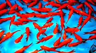 هشدار رهاسازی ماهی قرمز در طبیعت