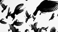 ویدئوی ترسناک و آخرالزمانی از حمله هزاران پرنده سیاه مرموز به یک خیابان | پرندگان آلفرد هیچکاک آمدند؟ + فیلم