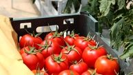 سقوط قیمت گوجه فرنگی به زیر ۱۰ هزار تومان 
