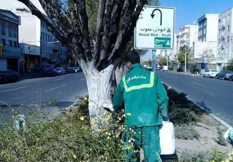 هشدار به تهرانیها؛ از لمس این نوع درختان خودداری کنند