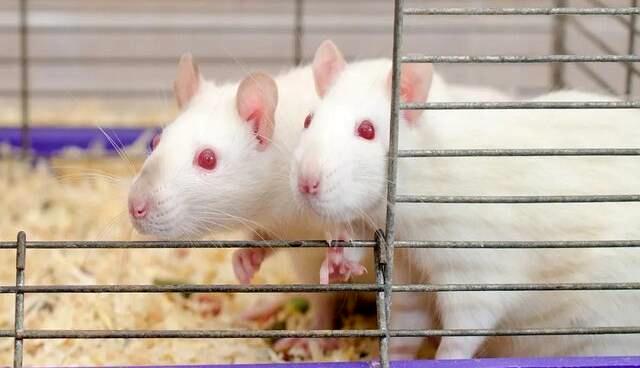 دانشمندان موفق شدند | تولد نوزاد از دو موش نر
