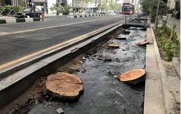 علت قطع ۱۳ درخت در تهران مشخص شد