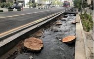 درآمد میلیاردی شهرداری از قطع درختان