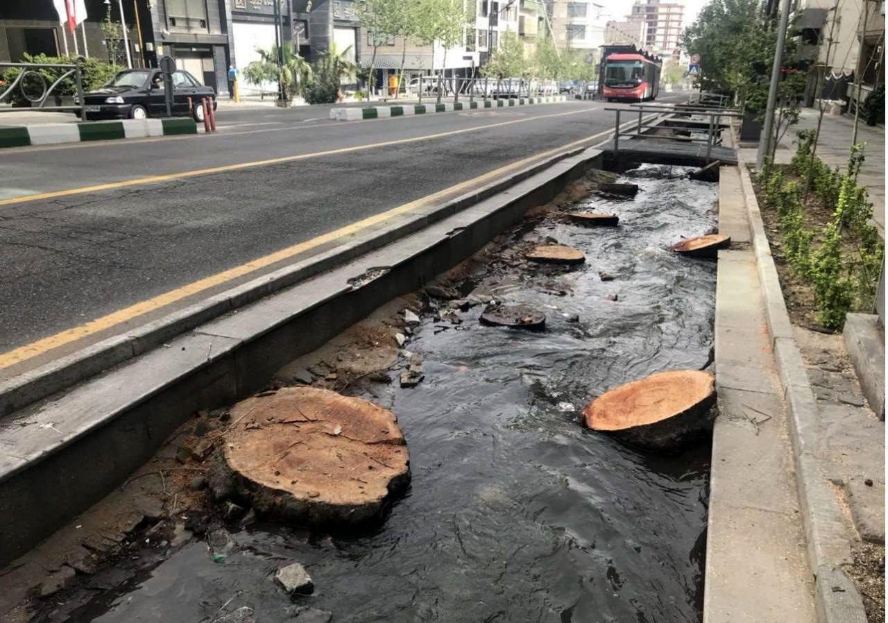علت قطع 13 درخت در تهران مشخص شد