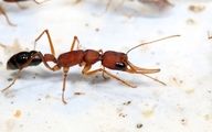 نمای نزدیک و ترسناک از صورت یک مورچه! + عکس