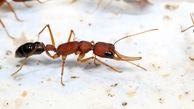 نمای نزدیک و ترسناک از صورت یک مورچه! + عکس